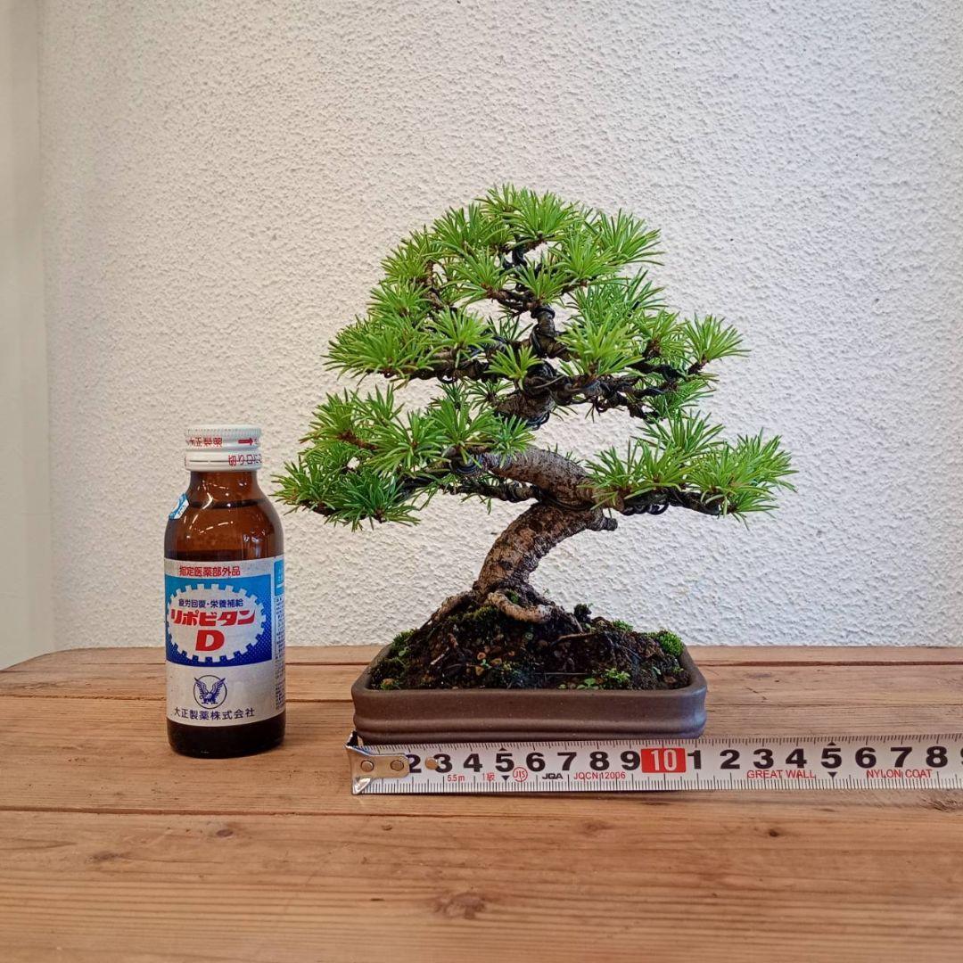 神さま専用 盆栽 五葉松 樹高16cm