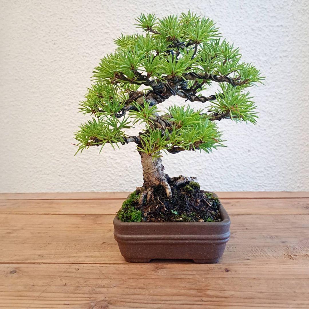 神さま専用 盆栽 五葉松 樹高16cm