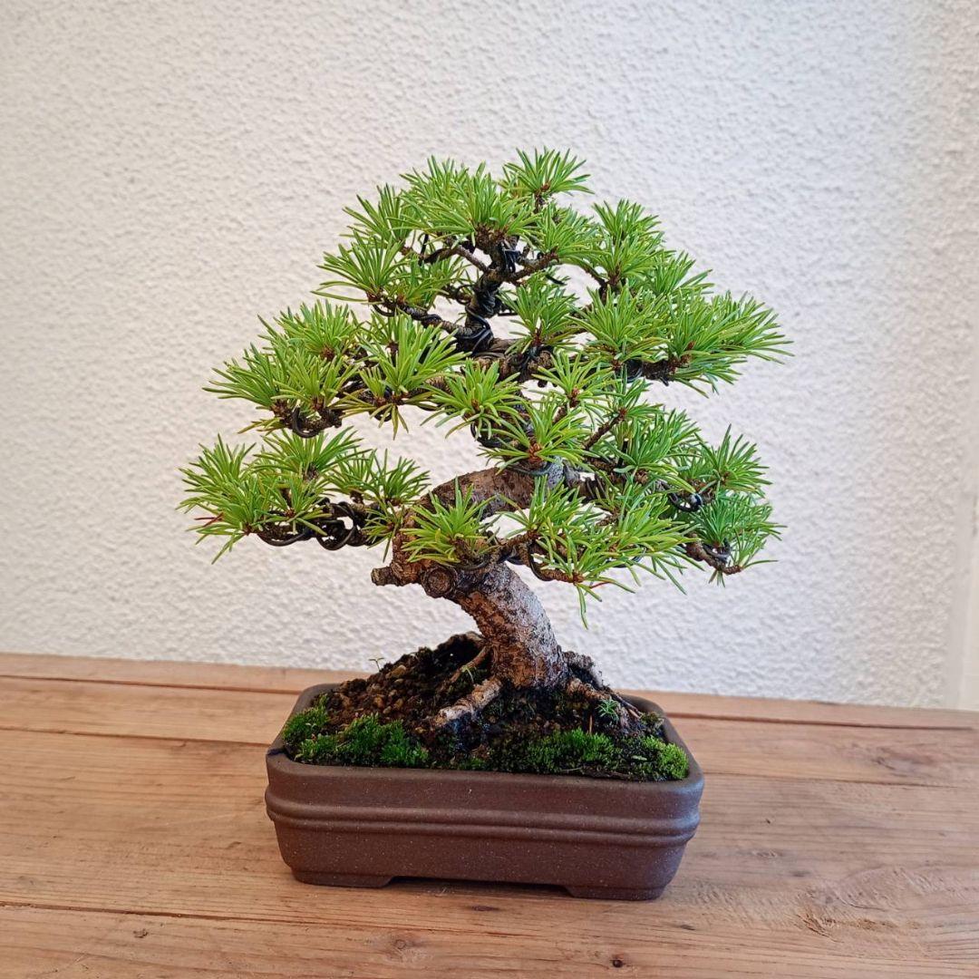 神さま専用 盆栽 五葉松 樹高16cm