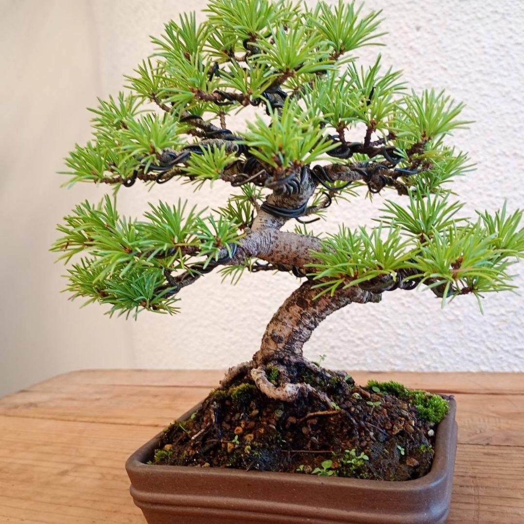 神さま専用 盆栽 五葉松 樹高16cm