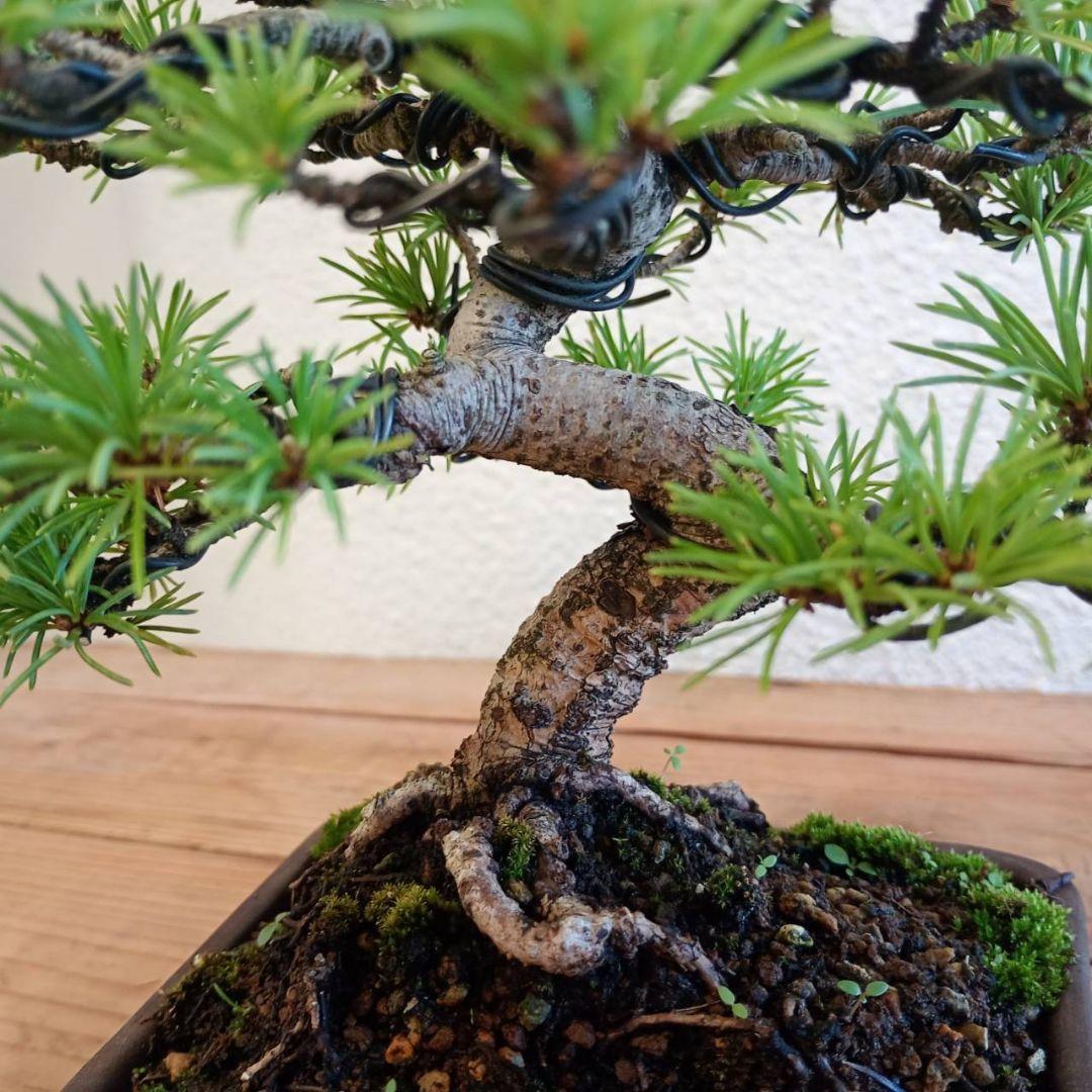 神さま専用 盆栽 五葉松 樹高16cm