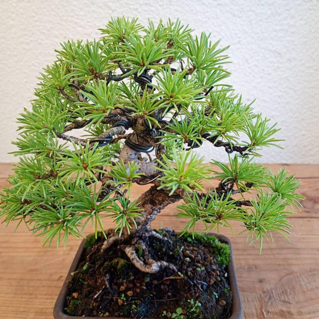 神さま専用 盆栽 五葉松 樹高16cm