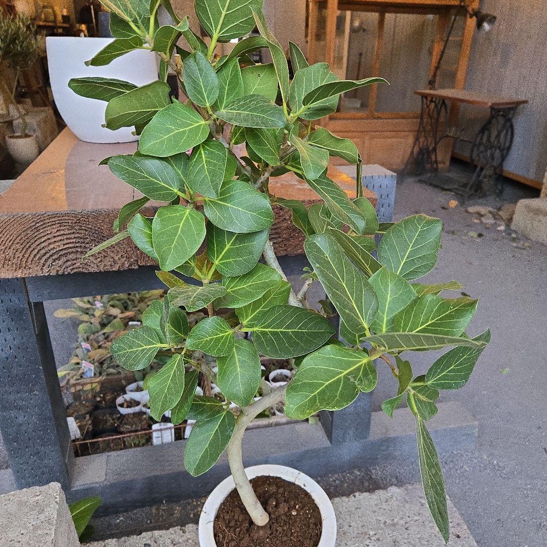⑦　フィカス　ベンガレンシ7号　曲がり仕立て最高等級極上品‼️