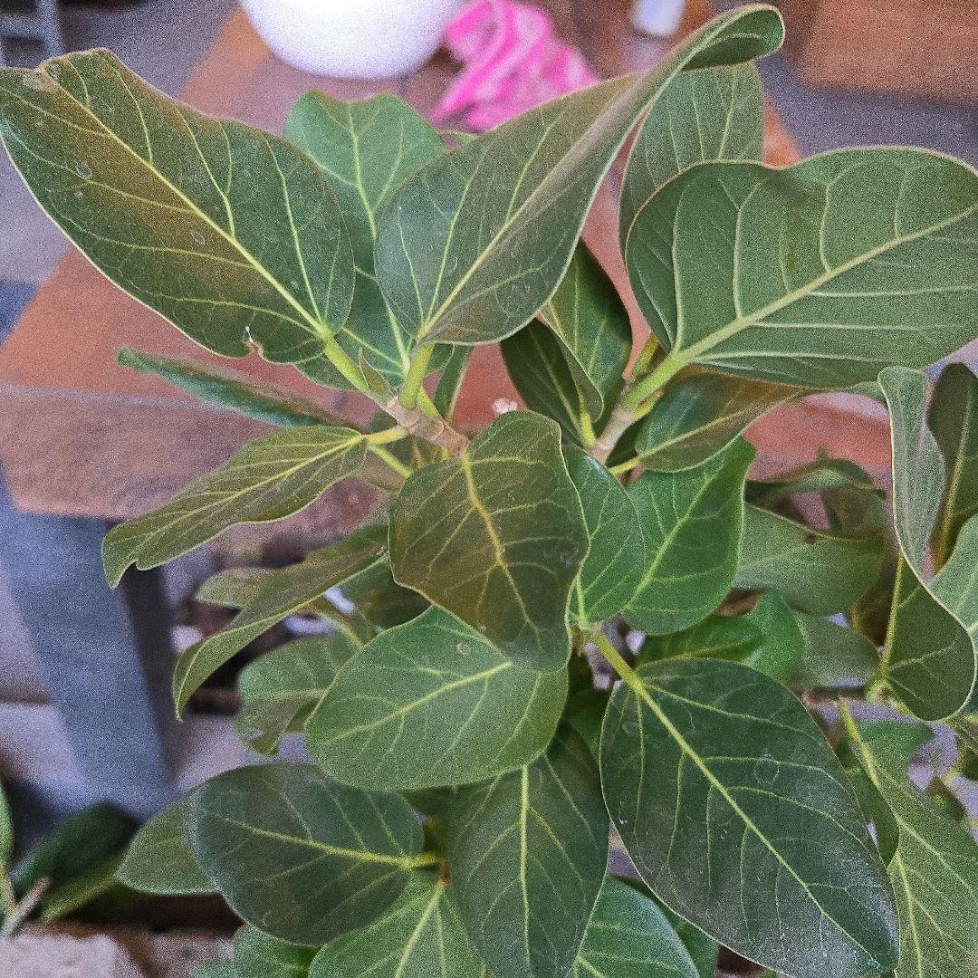 ⑦　フィカス　ベンガレンシ7号　曲がり仕立て最高等級極上品‼️