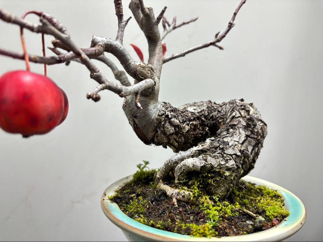 【ガチ盆栽】津軽りんご　太幹　実あり　小品盆栽