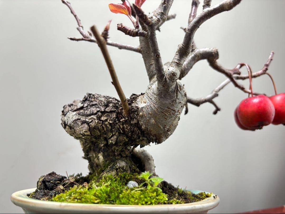 【ガチ盆栽】津軽りんご　太幹　実あり　小品盆栽