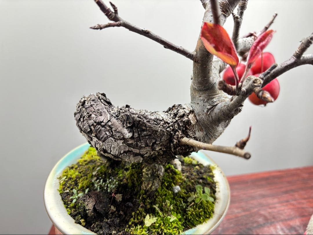 【ガチ盆栽】津軽りんご　太幹　実あり　小品盆栽