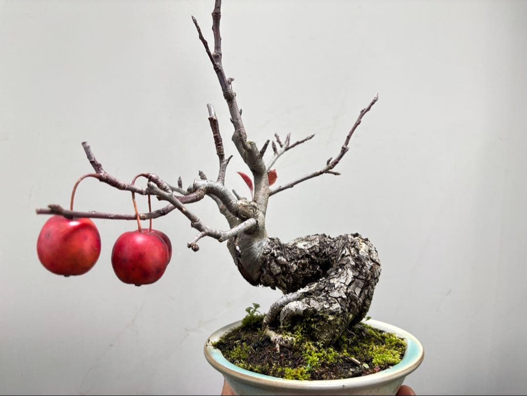 【ガチ盆栽】津軽りんご　太幹　実あり　小品盆栽