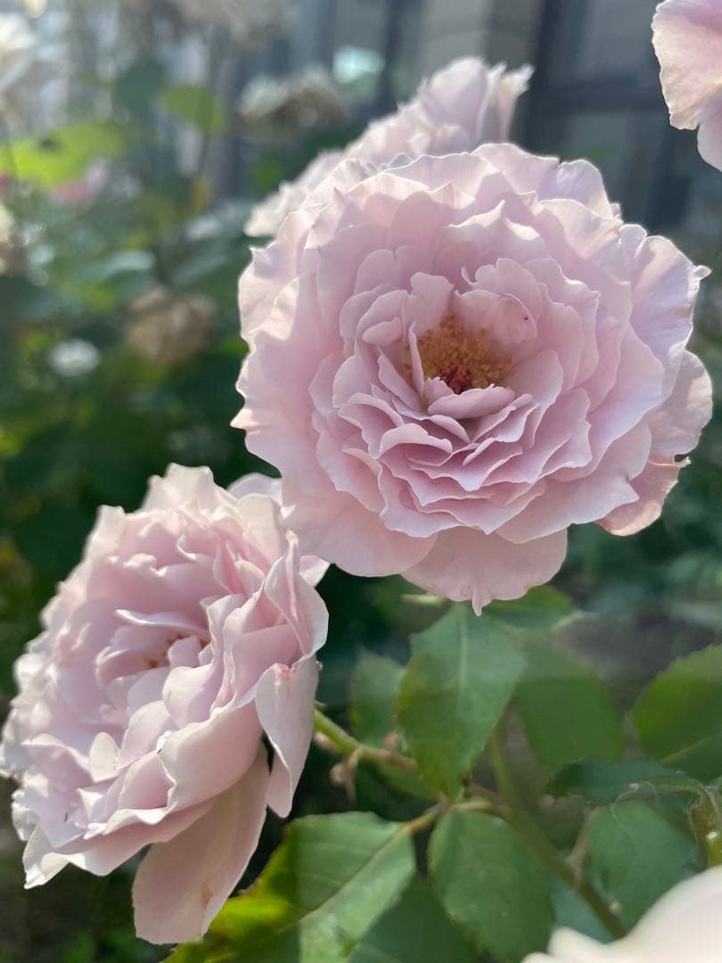 セール！数量、期間限定！お任せバラ挿し穂10種かく各1本