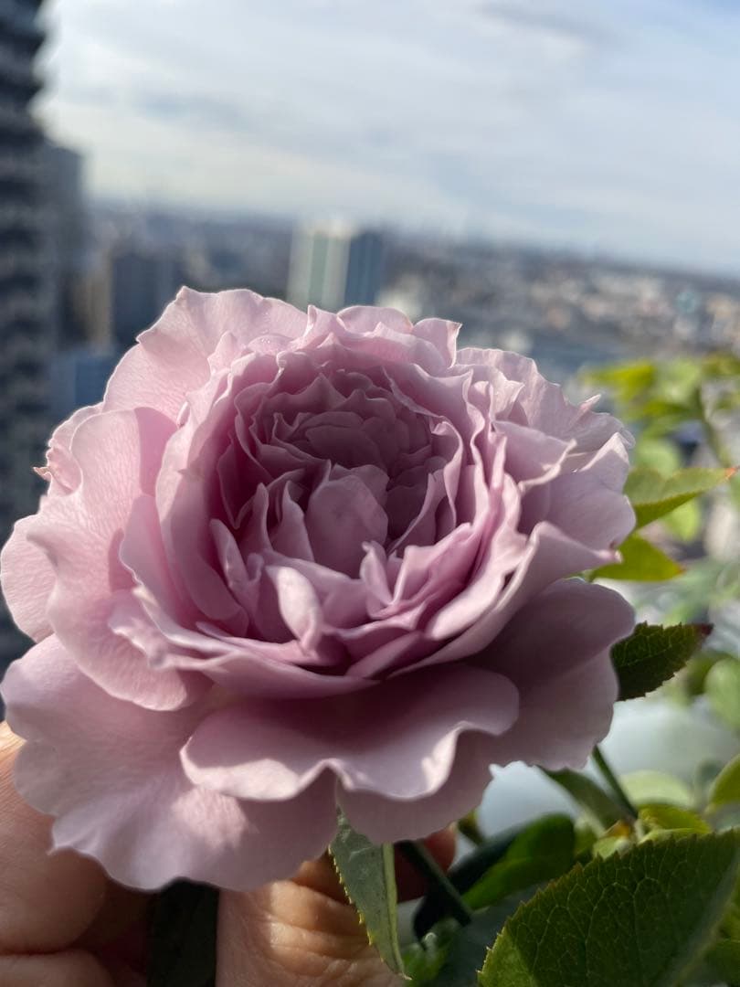 セール！数量、期間限定！お任せバラ挿し穂10種かく各1本