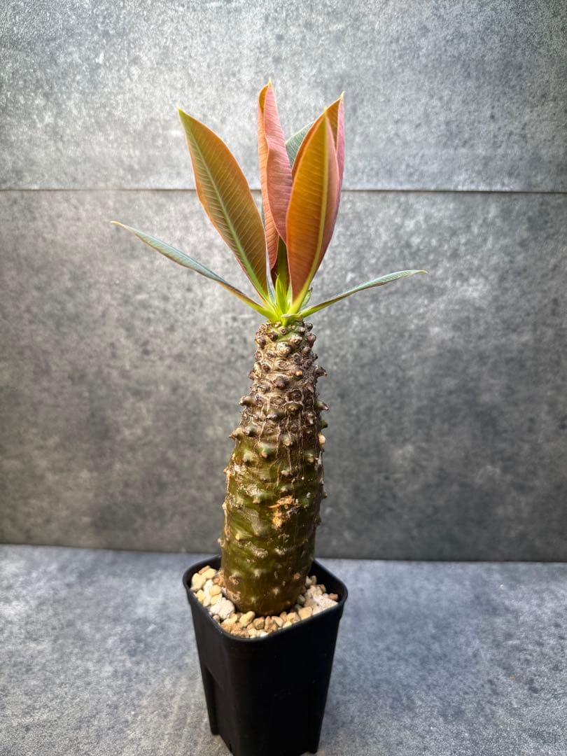 ユーフォルビア　パキポディオイデス　現地球　発根済み　現19