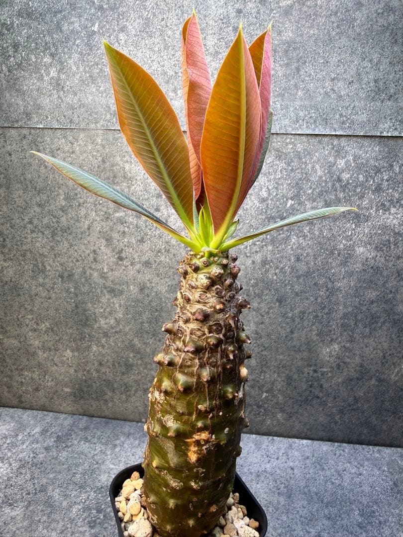 ユーフォルビア　パキポディオイデス　現地球　発根済み　現19