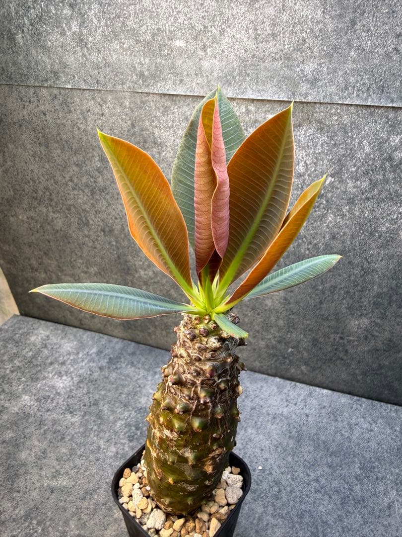 ユーフォルビア　パキポディオイデス　現地球　発根済み　現19