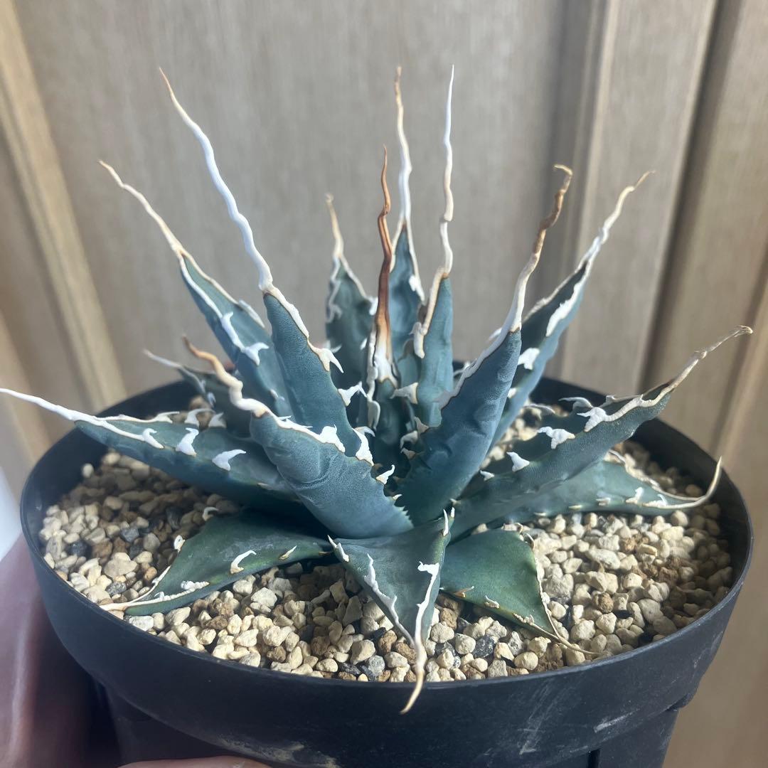 アガベ　ユタエンシス　エチュベルク　陽炎　実生　選抜　塊根植物　コーデックス