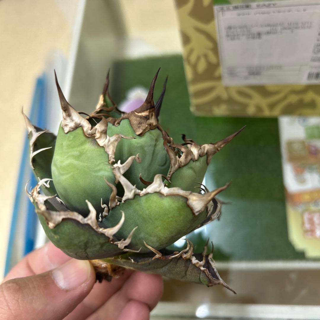 アガベ 激ヤバsuperシーザー 強棘 コレクション株 作家鉢付き