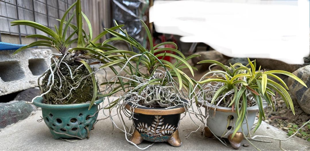 富貴蘭 風蘭 3鉢 品種はわかりません - メルカリ