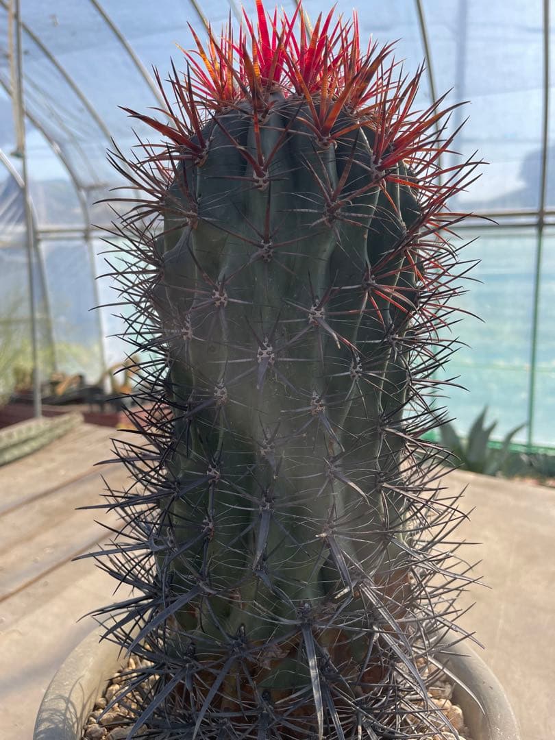 サボテン フェロカクタス 神仙玉 古株 大きめ