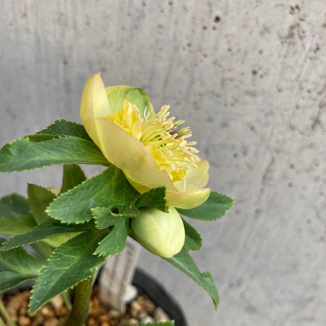 おまとめ2点　クリスマスローズ開花株　Dariahroseです。