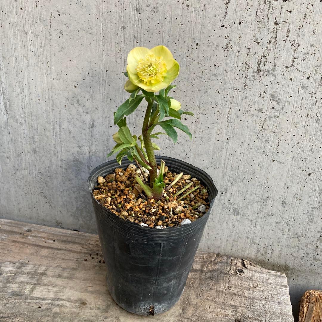 おまとめ2点　クリスマスローズ開花株　Dariahroseです。