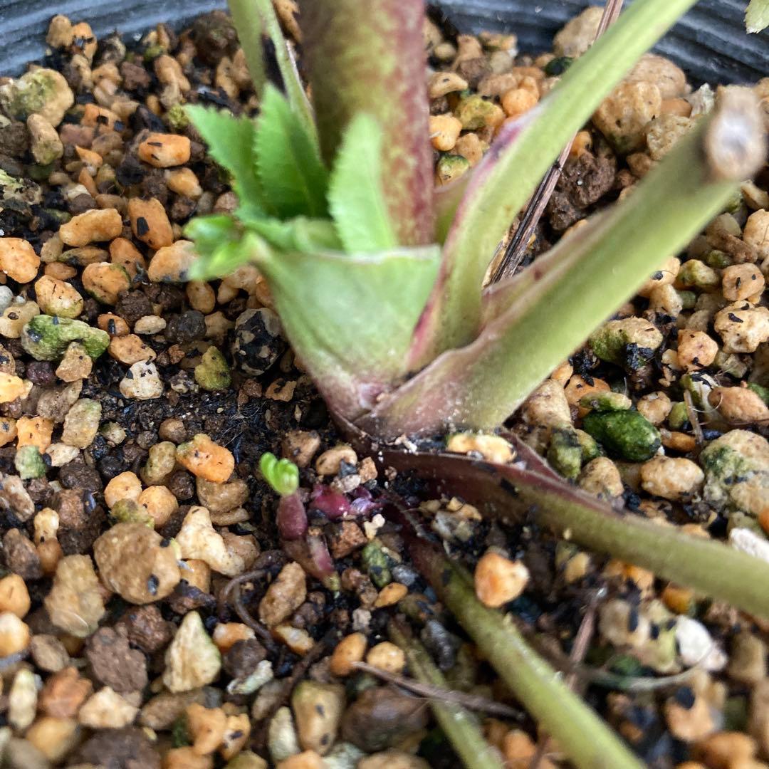 おまとめ2点　クリスマスローズ開花株　Dariahroseです。