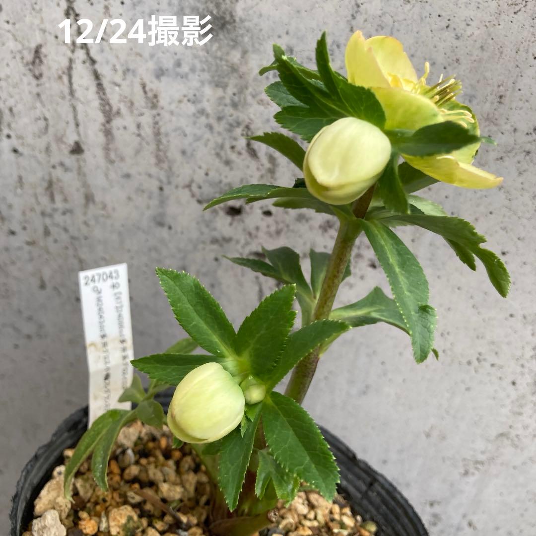 おまとめ2点　クリスマスローズ開花株　Dariahroseです。