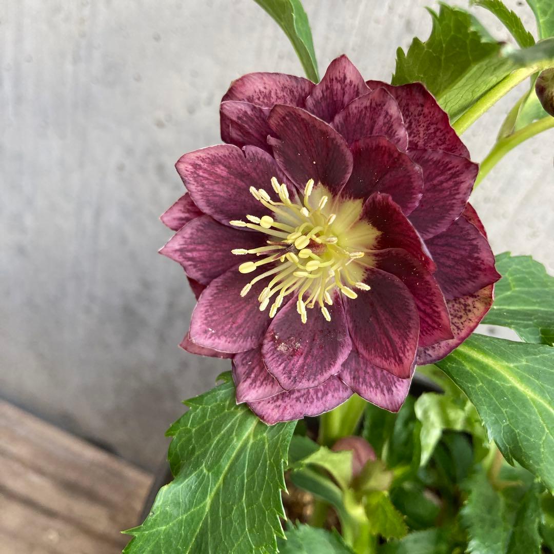 おまとめ2点　クリスマスローズ開花株　Dariahroseです。