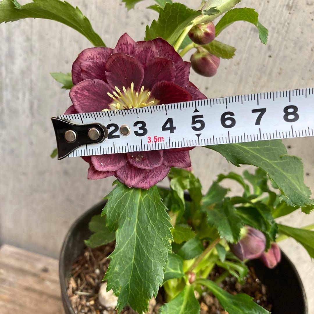 おまとめ2点　クリスマスローズ開花株　Dariahroseです。