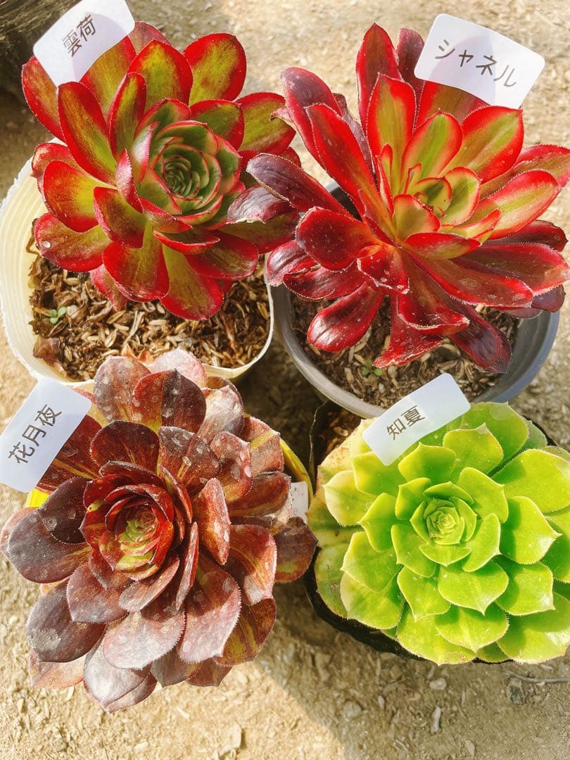 A10 アエオニウム 多肉植物 抜き苗 4種セット - メルカリ