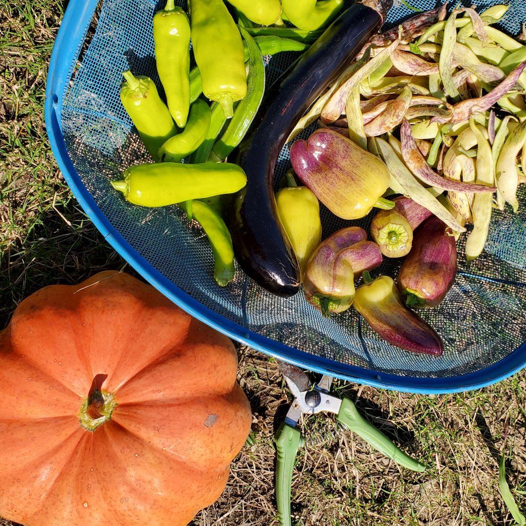 相模半白きゅうり(Sagami Hanjiro Cucumber・固定種)