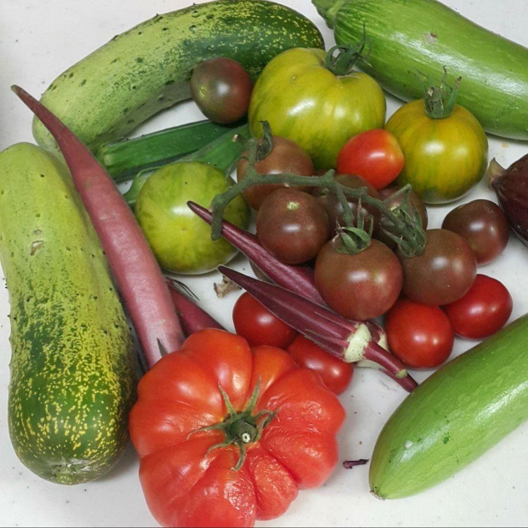 相模半白きゅうり(Sagami Hanjiro Cucumber・固定種)