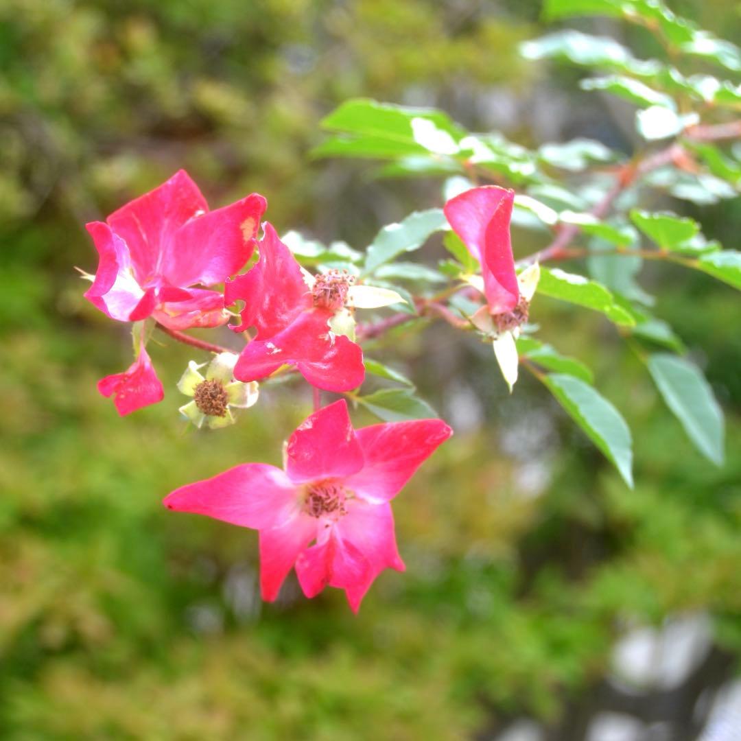 ❤️エモ写に❤️Nikon 18-200mm フィルム風描写✨