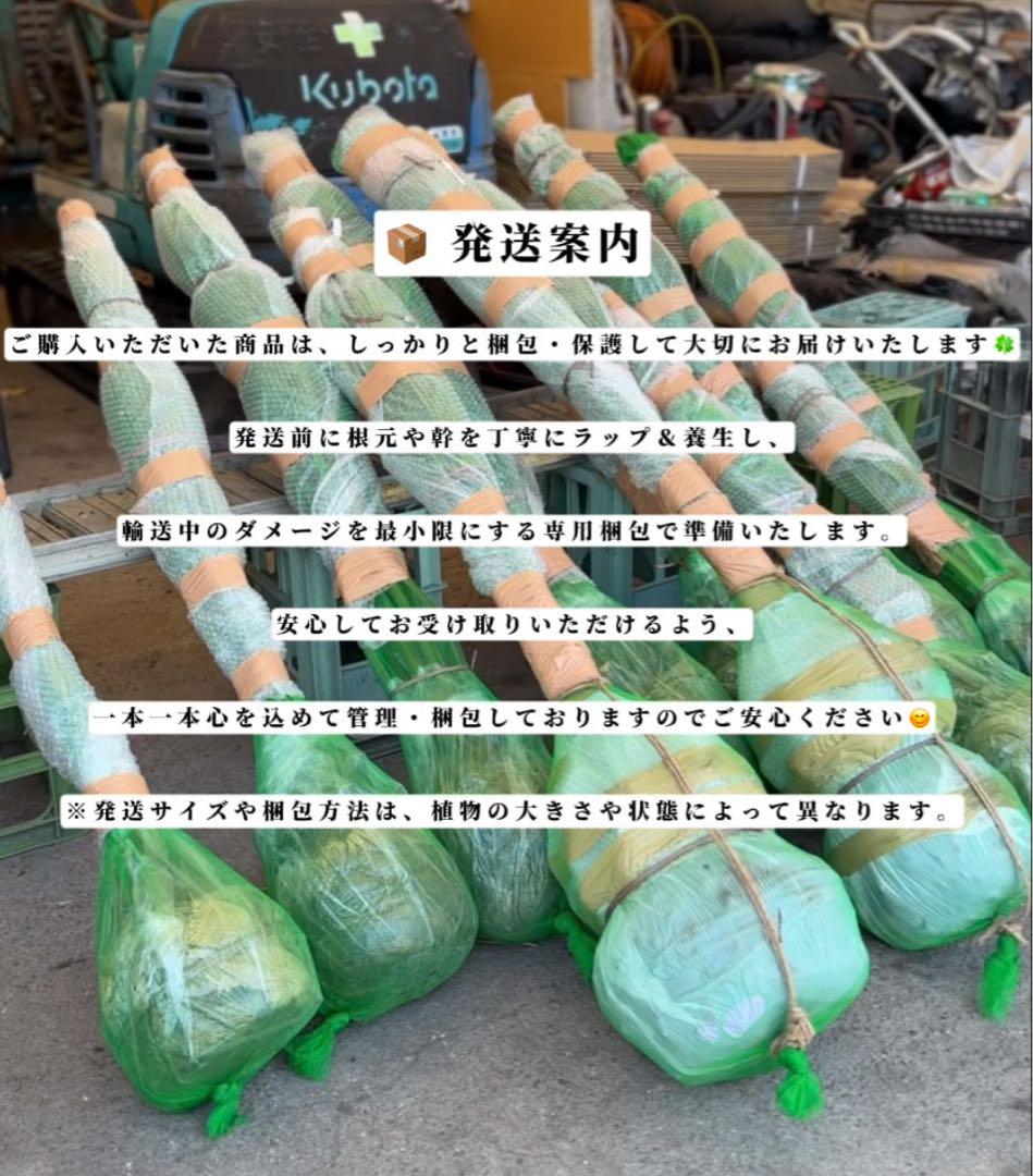 ココスヤシシルバーリーフ【極太】葉先170cm幹回り90cm 幹高40cm