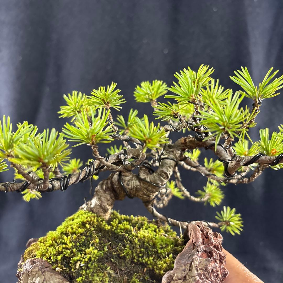 小品盆栽、赤石五葉松、模様木 目立った傷汚れなし 貴風盆栽、赤石五葉松、