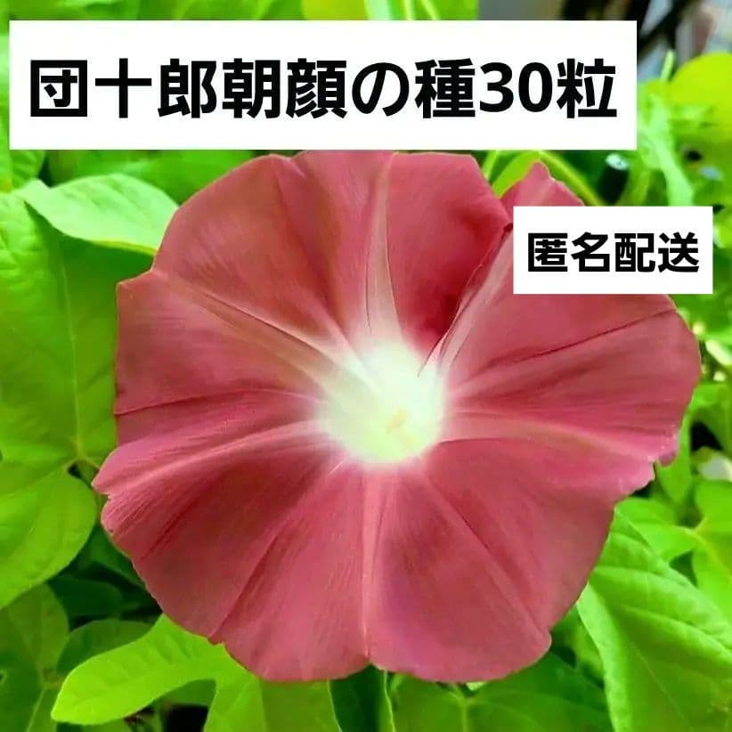 団十郎 朝顔 2024年産の種子30粒 朝顔の種 オマケ数粒 匿名配送 - メルカリ