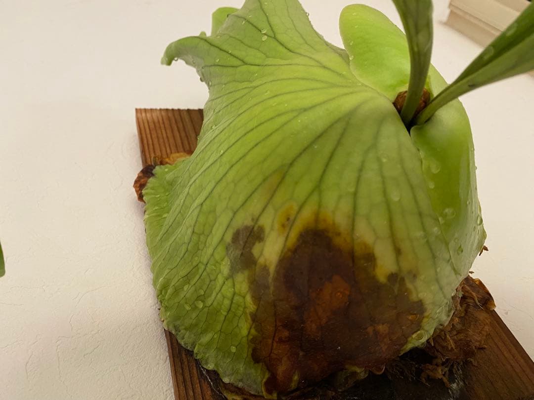 ビカクシダ コロナリウム フィリピネス - メルカリ