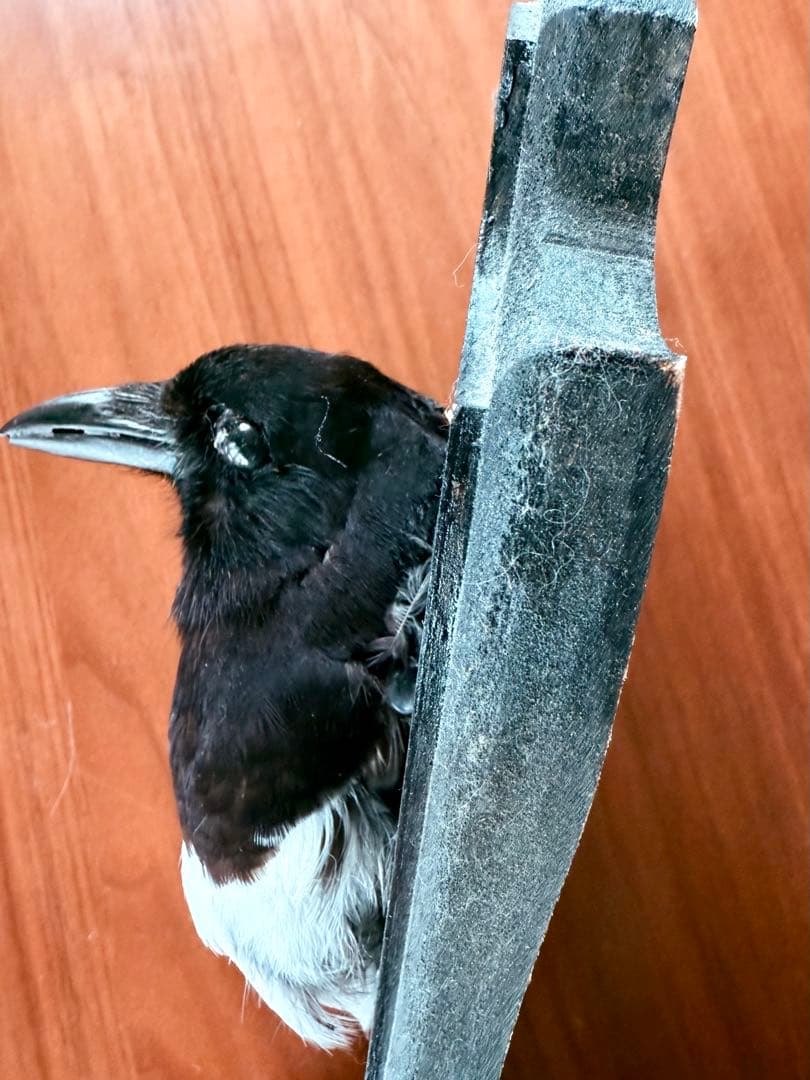 フランス　アンティーク　剥製　カササギ　カラス　ハンティングトロフィー　壁掛け