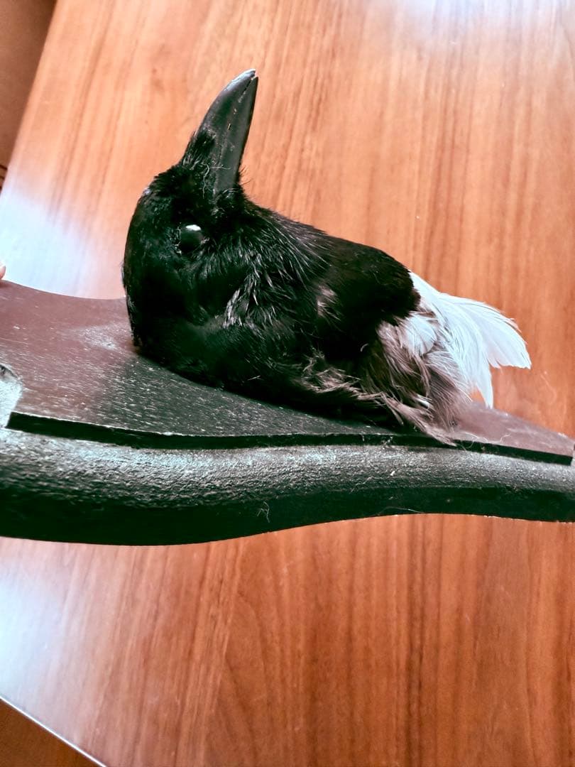 フランス　アンティーク　剥製　カササギ　カラス　ハンティングトロフィー　壁掛け