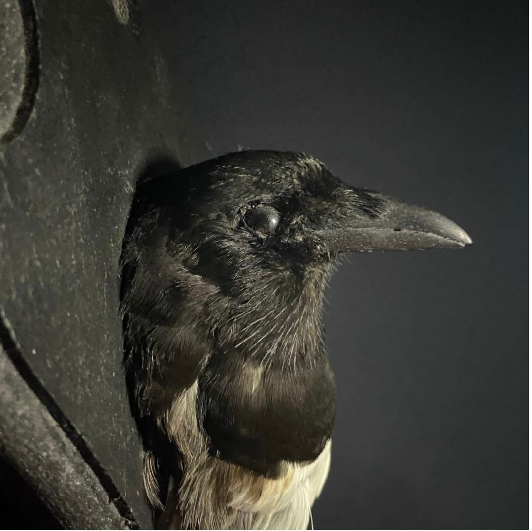 フランス　アンティーク　剥製　カササギ　カラス　ハンティングトロフィー　壁掛け