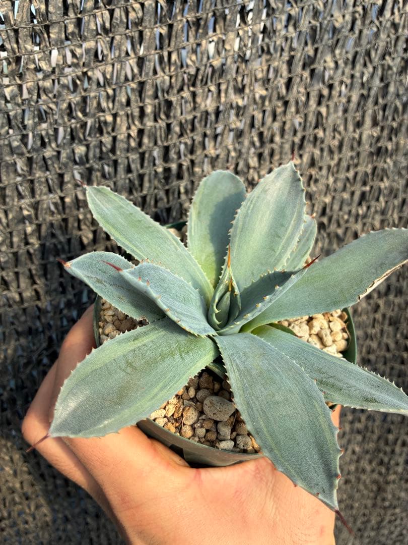 【宮　】アガベ デザートディライト　斑入り　パリー　ホーチエンシス