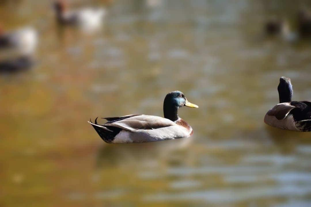 レンズ(ズーム) Sony E 18-135mm f3.5-5.6 OSS SEL18135