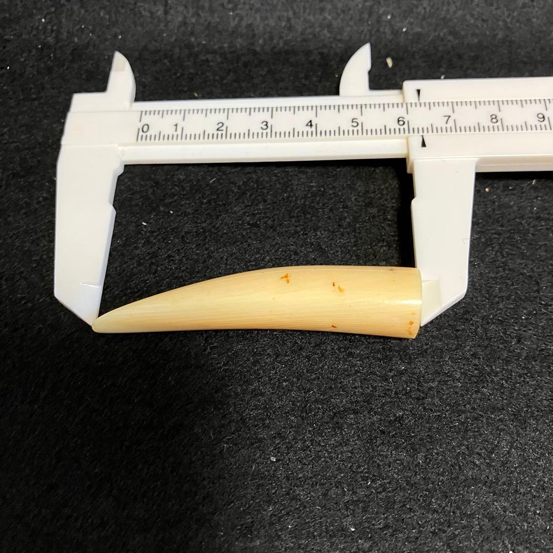 鯨歯素材　印材とアクセサリーパーツ セット