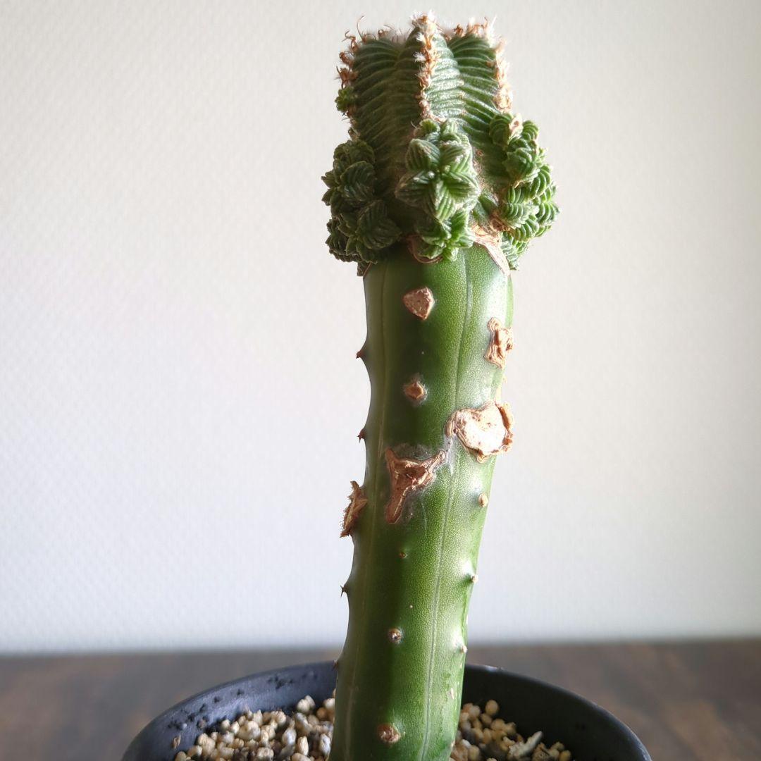 アズテキウム　紅籠　接ぎ木苗