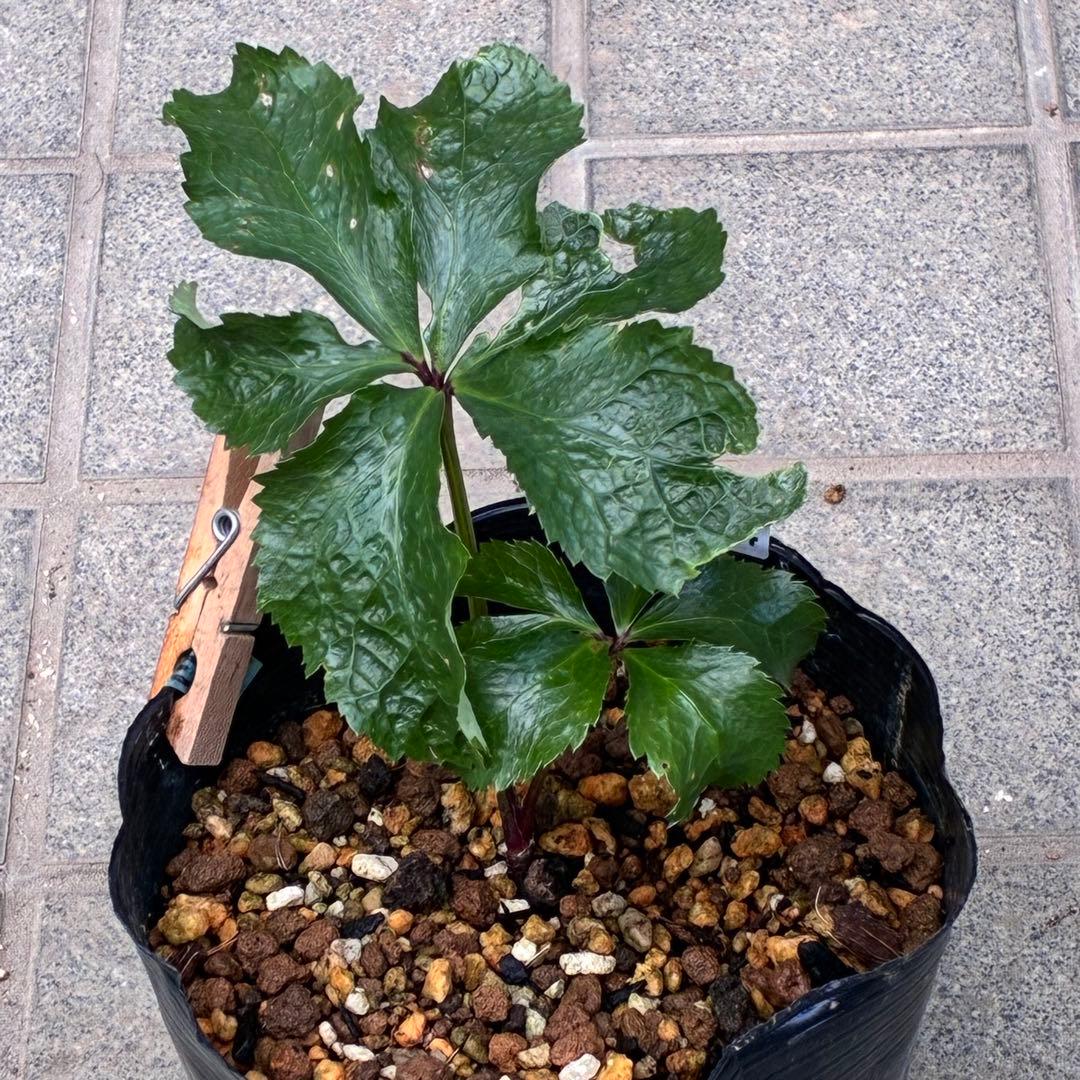 i*u様 ☘️NEW☘️開花株❤️根充実❤️新葉❤️3284⭐️直筆(入荷時)”