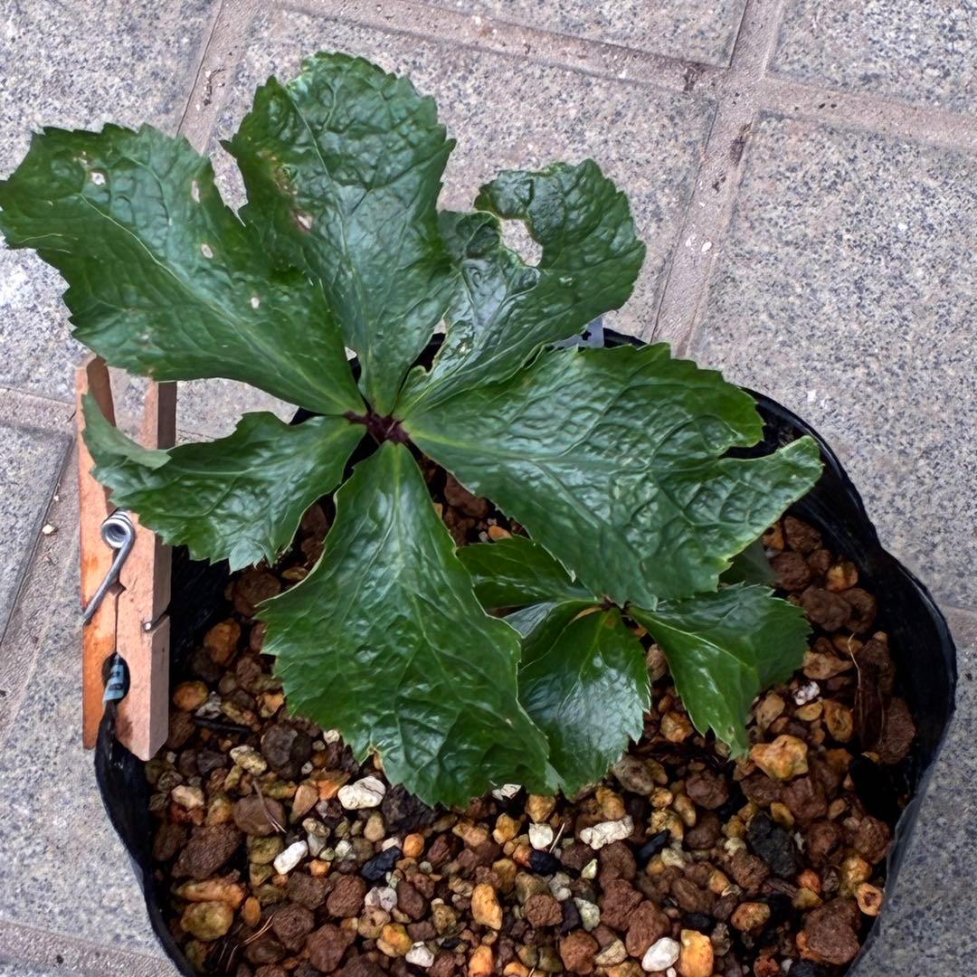 i*u様 ☘️NEW☘️開花株❤️根充実❤️新葉❤️3284⭐️直筆(入荷時)”