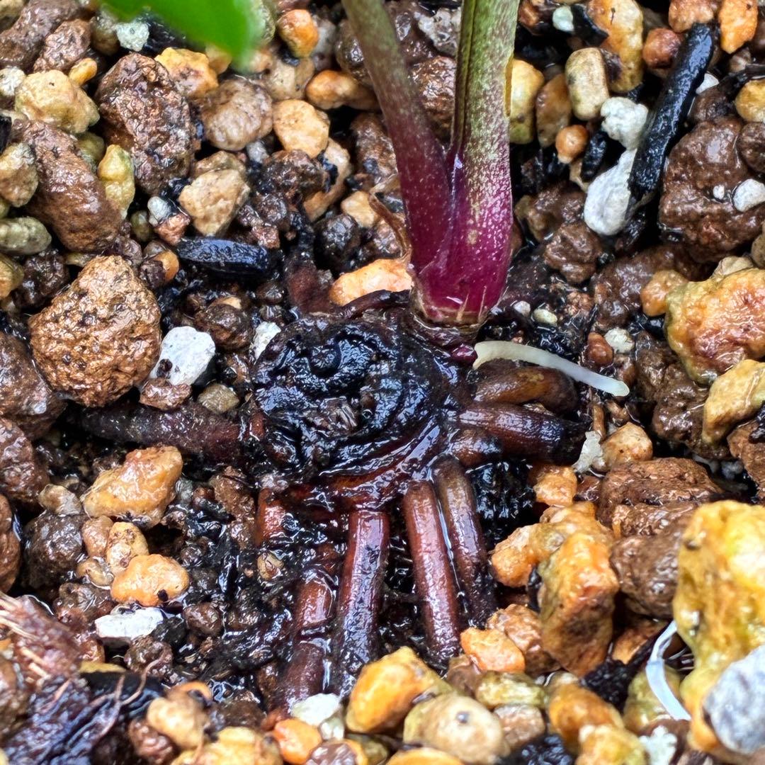 i*u様 ☘️NEW☘️開花株❤️根充実❤️新葉❤️3284⭐️直筆(入荷時)”