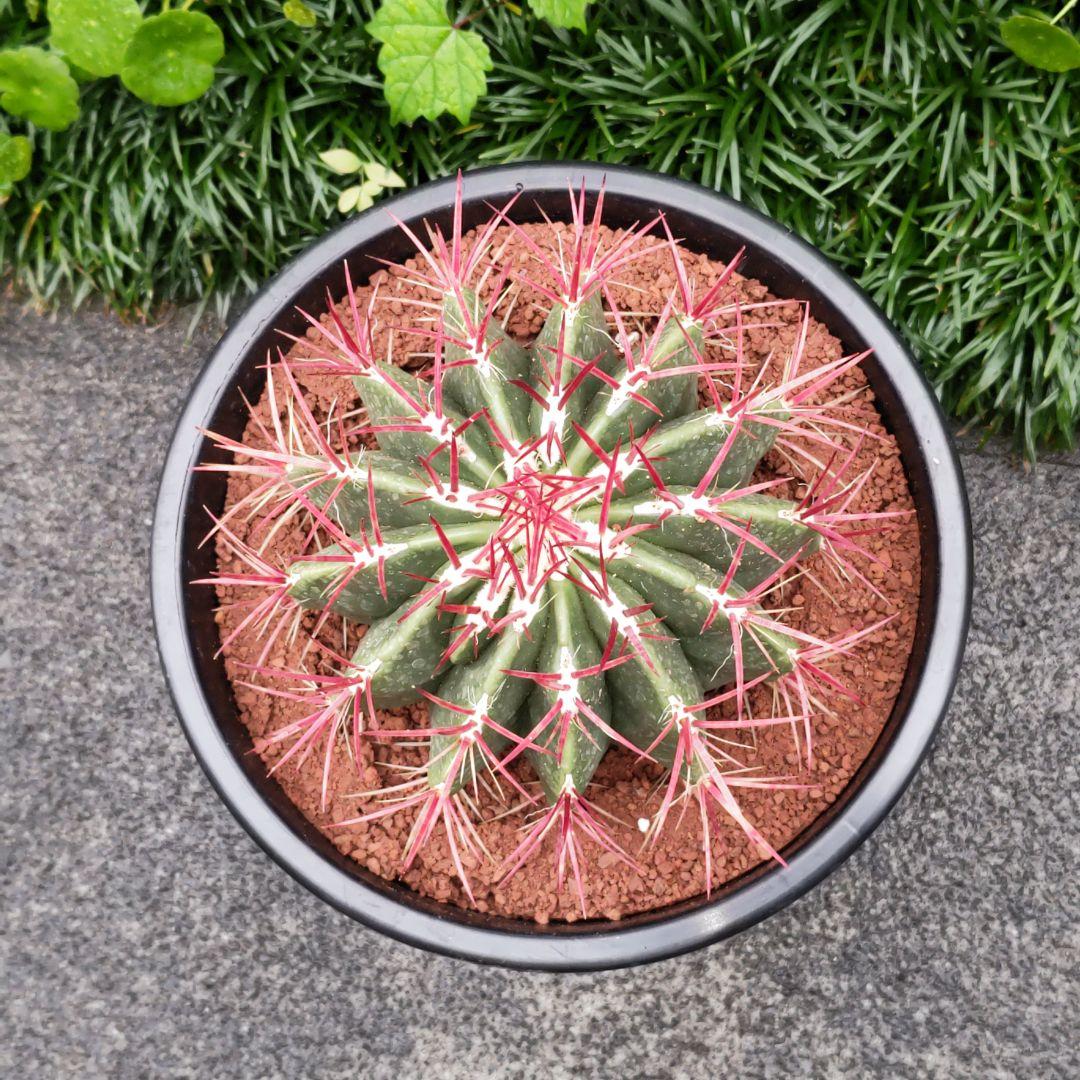 どんページ　フェロカクタス 赤鳳 セキホウ 8号 とオプション２