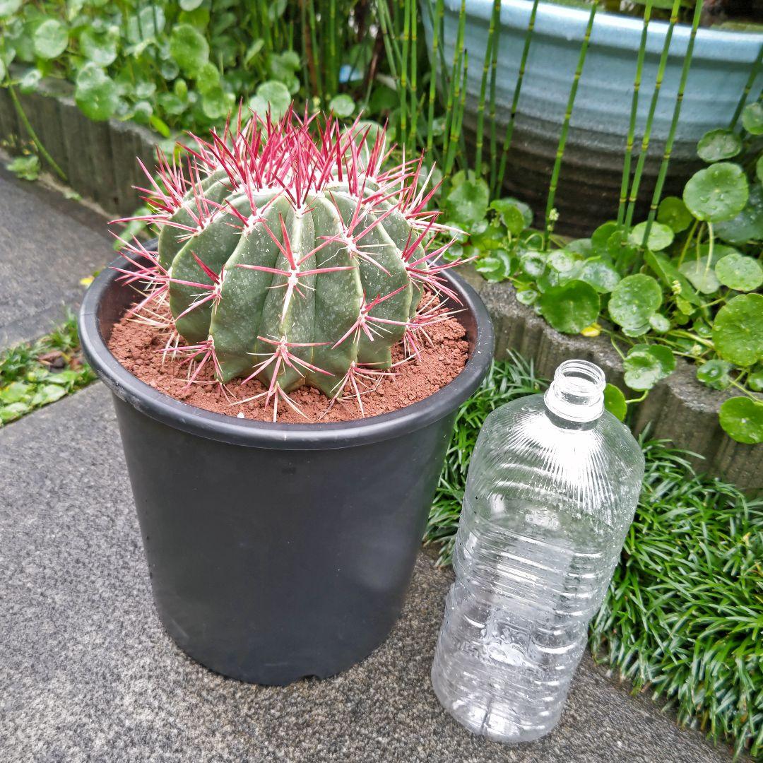 どんページ　フェロカクタス 赤鳳 セキホウ 8号 とオプション２