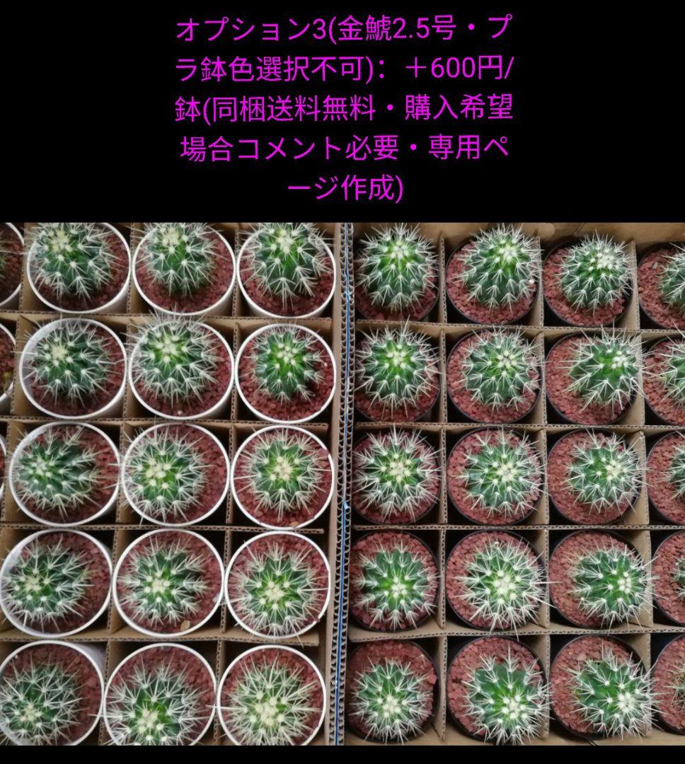 どんページ　フェロカクタス 赤鳳 セキホウ 8号 とオプション２