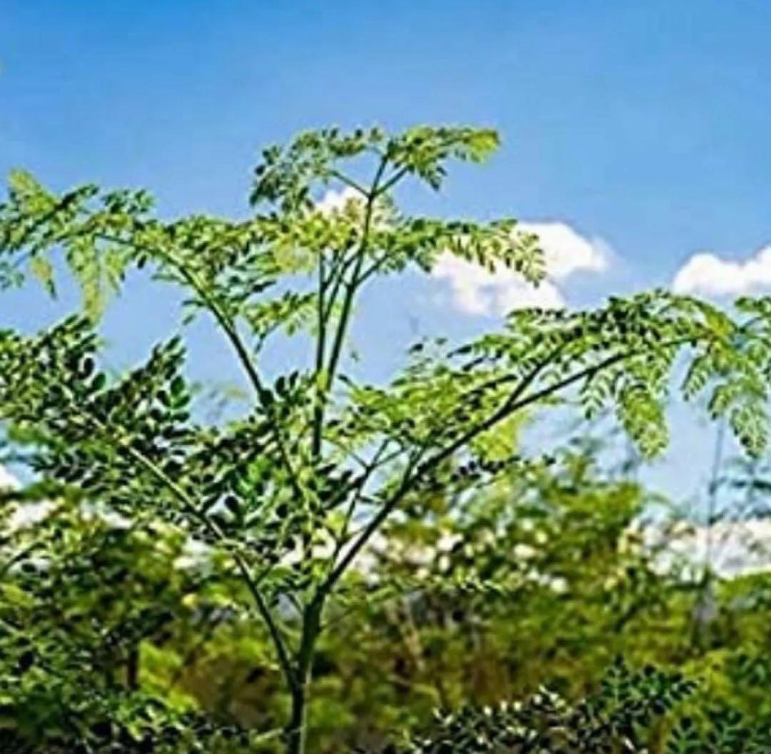 モリンガパウダー　 200g 遺伝子組み換えをしていない安心のフィリピン産