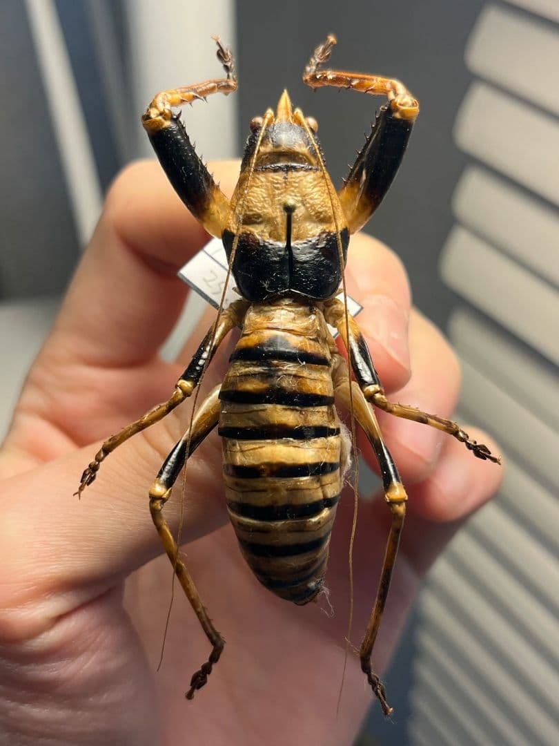 巨大♂】ロブスターキリギリス マッチョキリギリス コロギス リオック標本